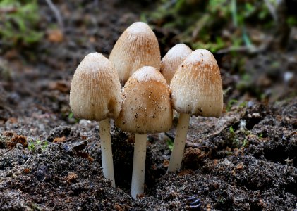 Coprinopsis laanii. photo