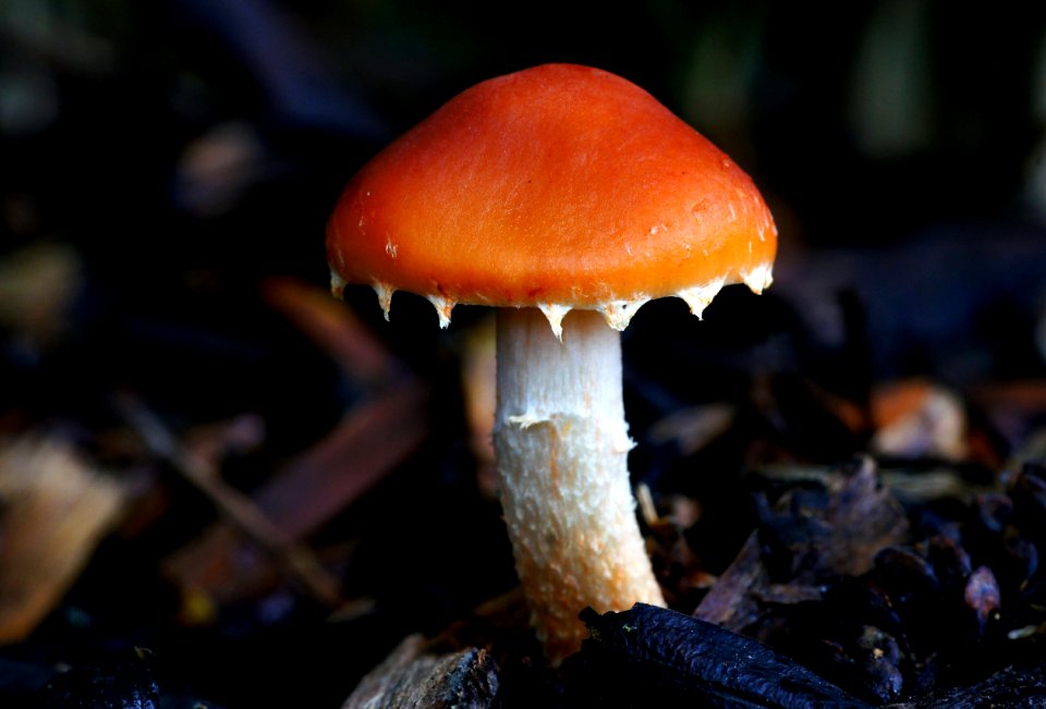 Redlead Roundhead,