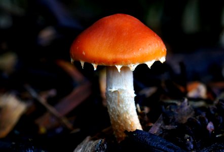 Redlead Roundhead,
