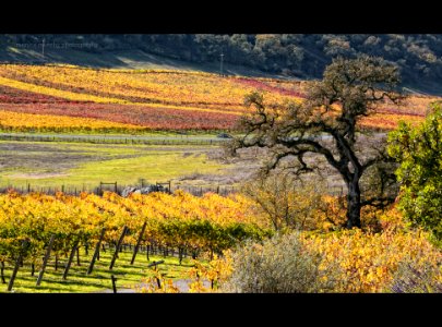 fall fields