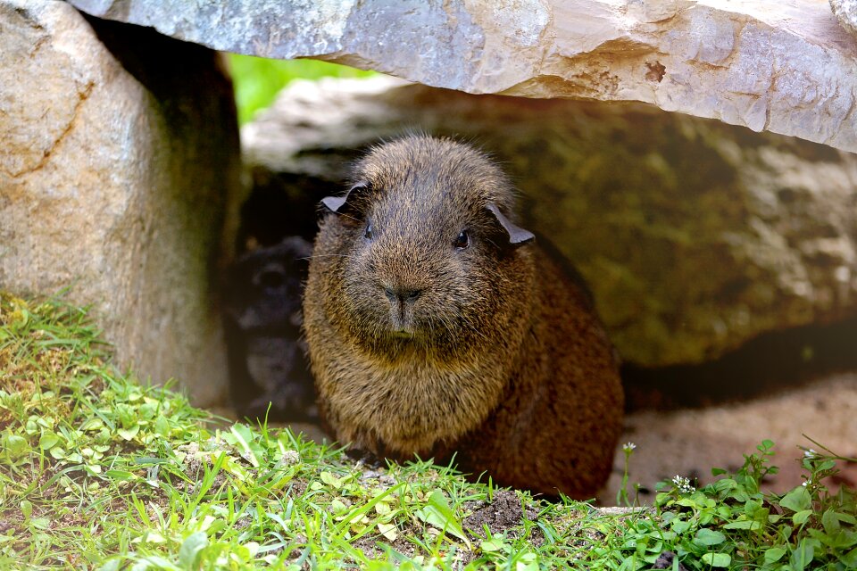 Life gray agouti black buff-agouti