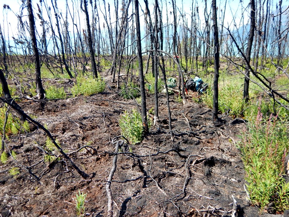 Current Creek Fire regrowth