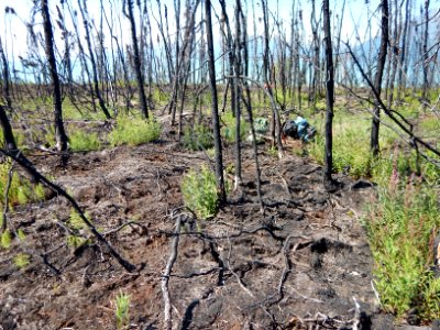 Current Creek Fire regrowth