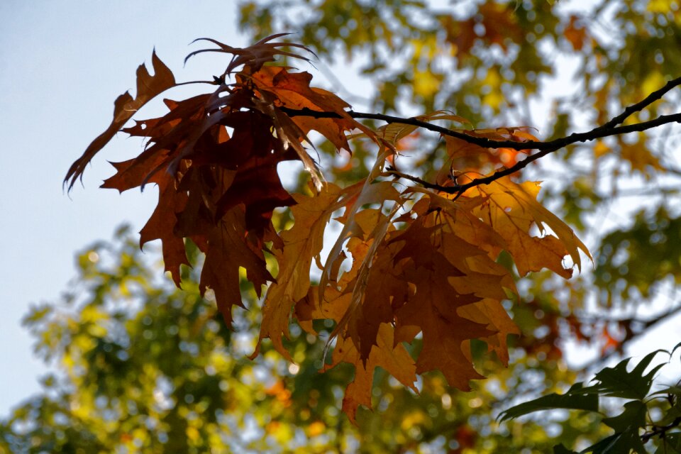 Fall foliage tree fall color