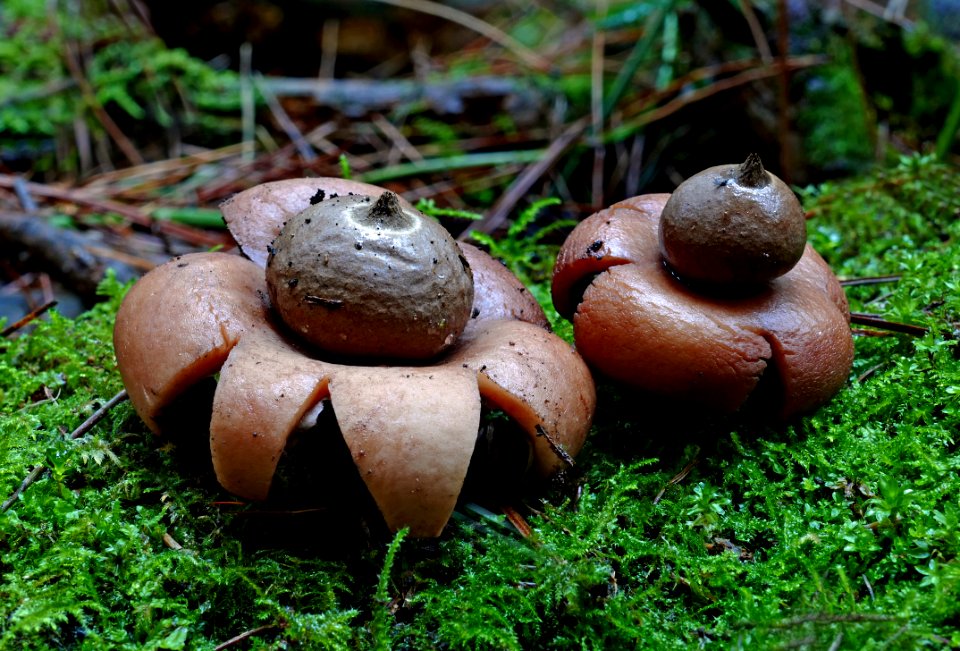 A pair of earth stars.(Geastrales)