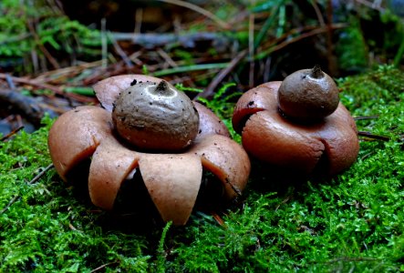 A pair of earth stars.(Geastrales) photo