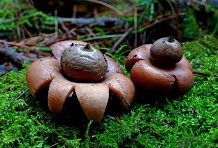 A pair of earth stars.(Geastrales)