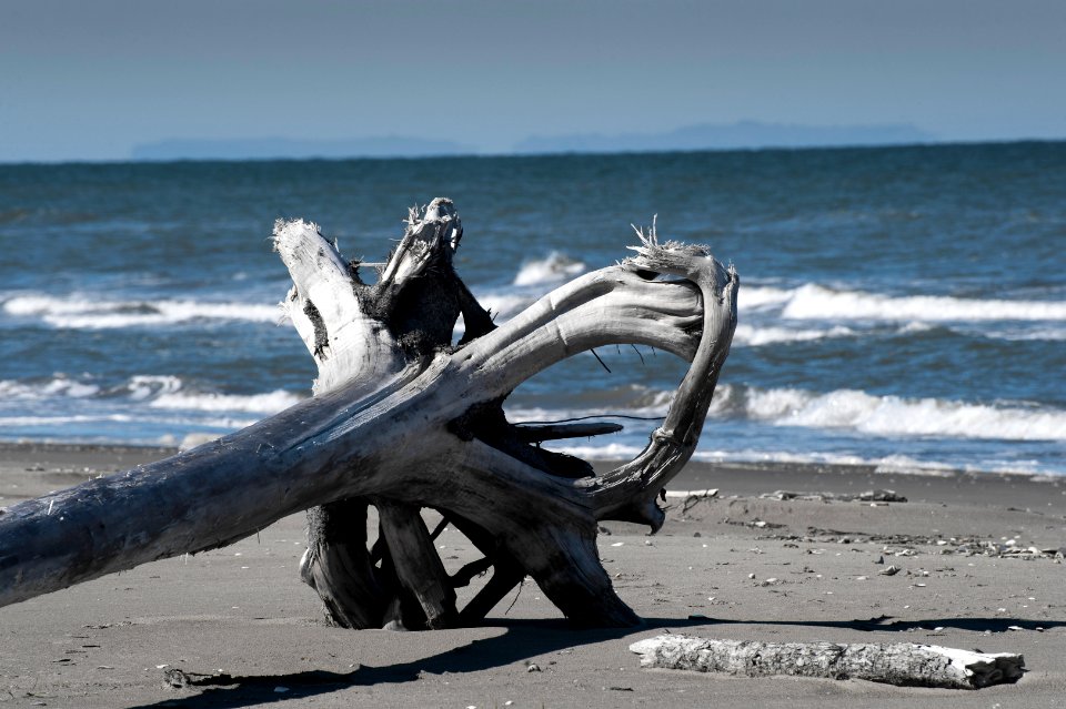 Driftwood, Diomede Islands