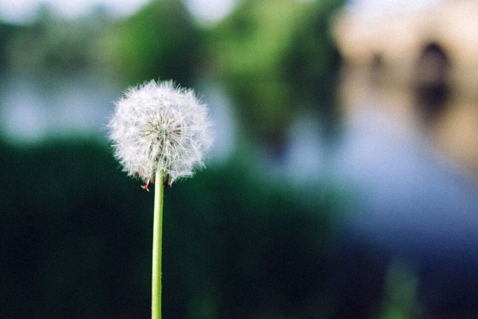 Flower nature blurry