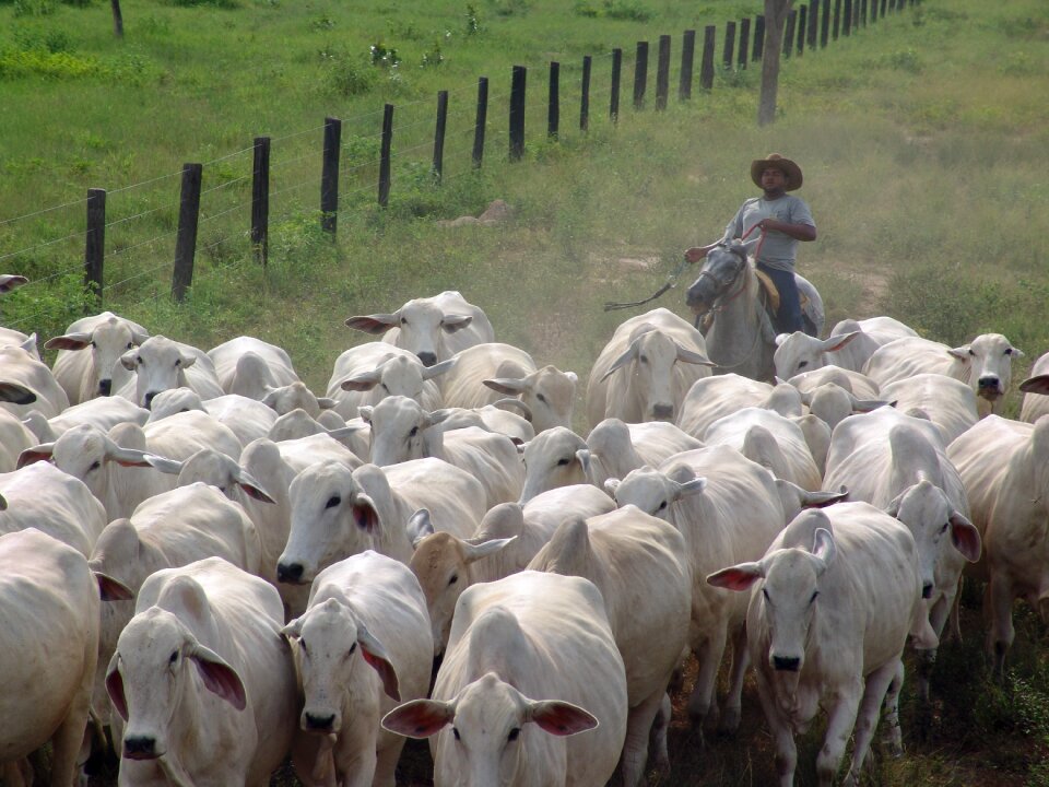 Nellore many cows cattle