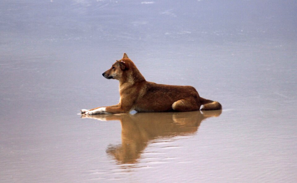 Fraser island australia sand photo