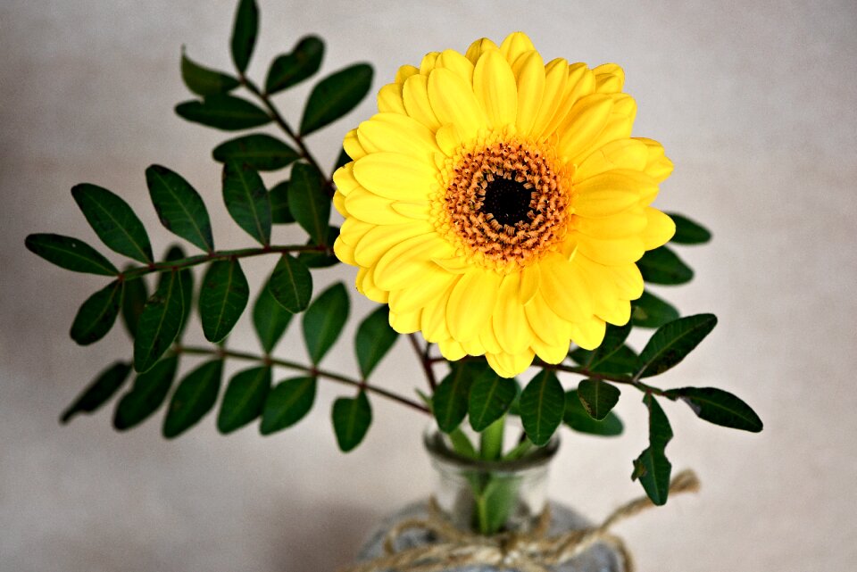 Bloom yellow schnittblume