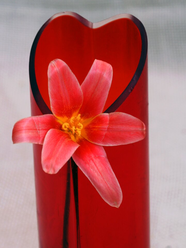 Spring red close up