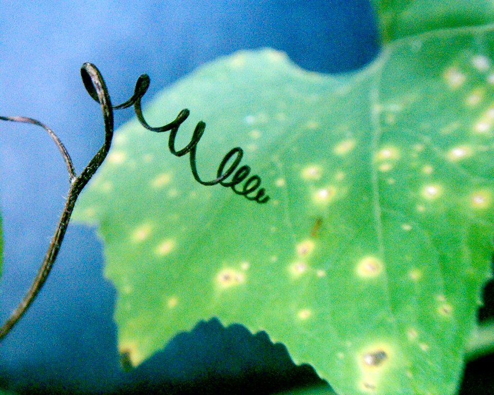 vivitar3315 + biconvex lens 025