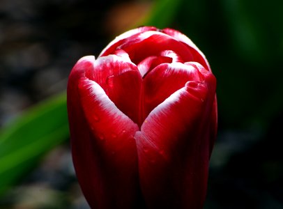Tulips (20) photo