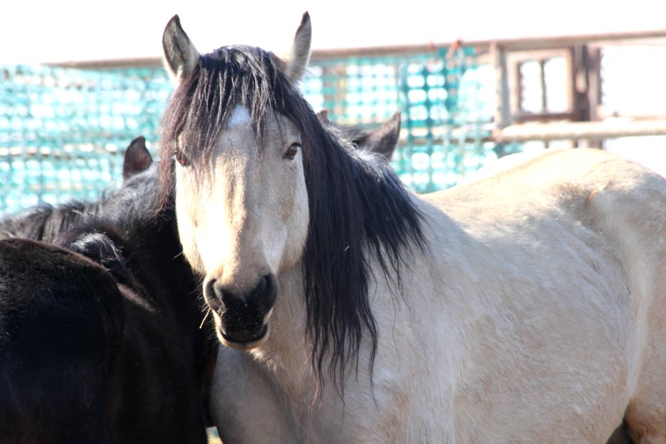Swasey Wild Horse Gather Day 2: 2/13/13