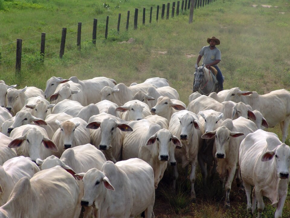 Many cows cattle pawn
