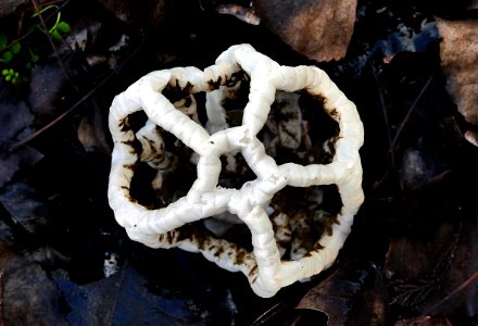 Basket Fungi NewZealand. photo