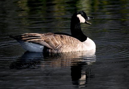 Canada goose (Branta canadensis) photo