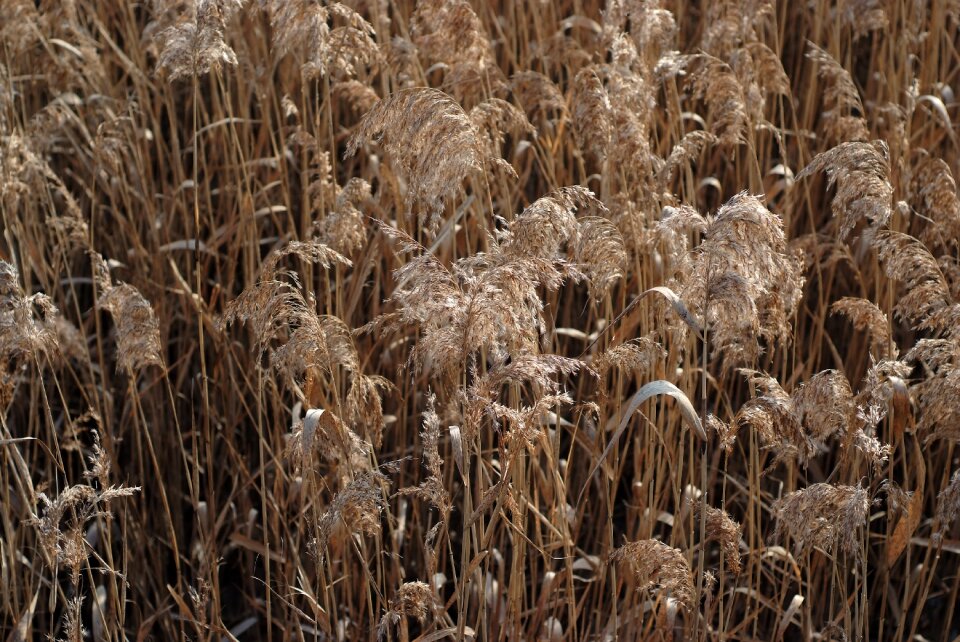 Reed suncheon suncheon bay