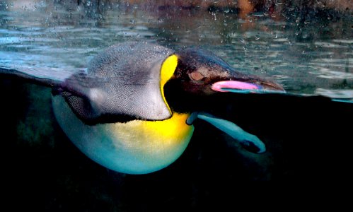 King penguin Calgary Zoo. photo