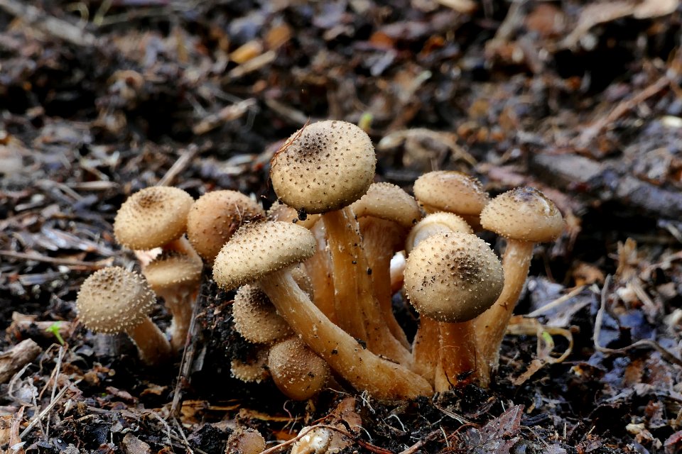 Pholiota squarrosa.