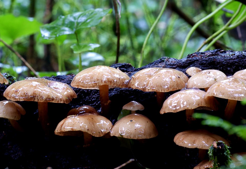 Armillaria novae-zelandiae (Honey Mushroom)