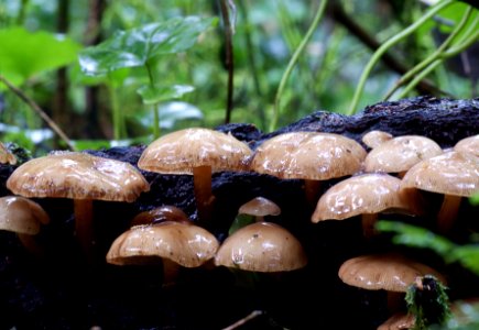 Armillaria novae-zelandiae (Honey Mushroom) photo