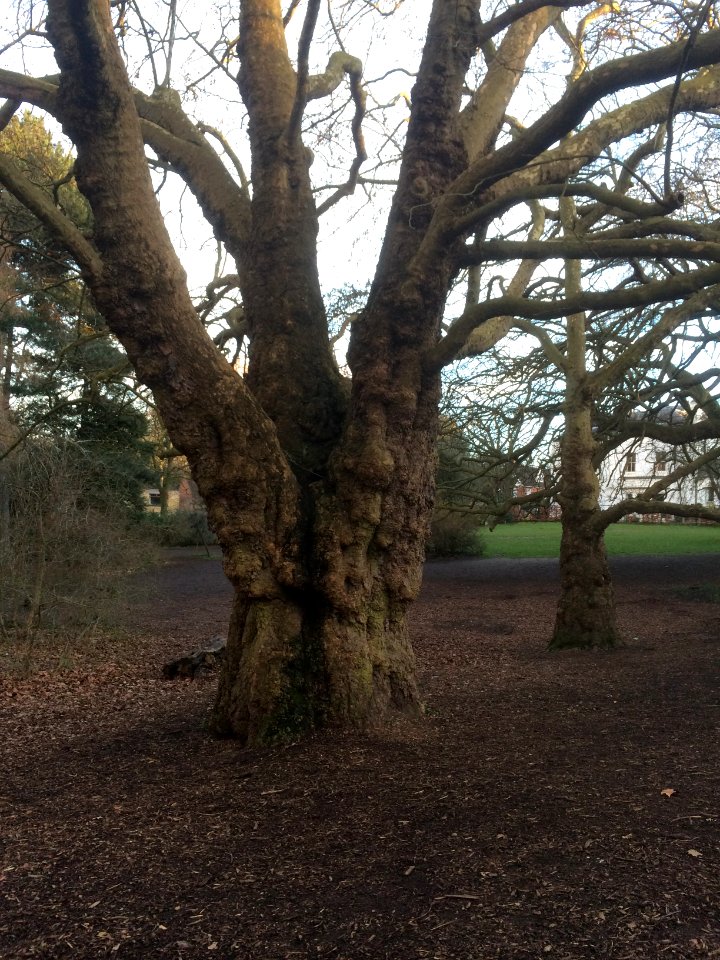 Mycenae House gardens