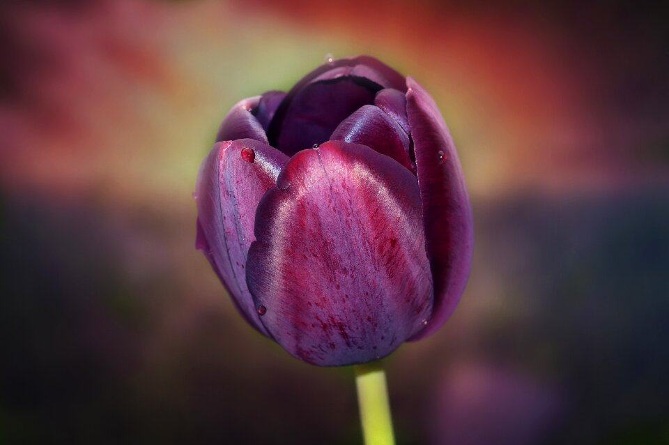 Blossom bloom intense color