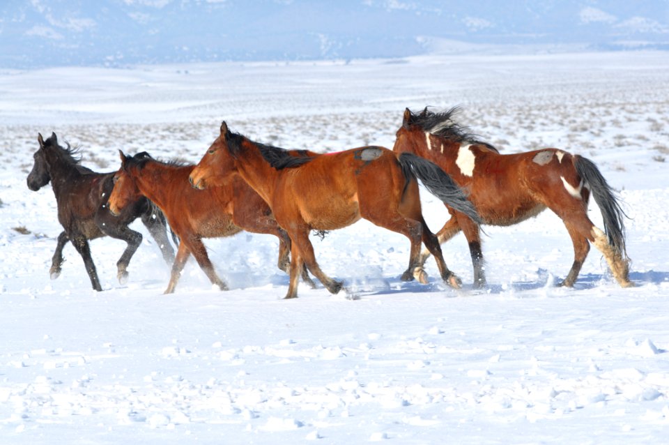 Swasey Wild Horse Gather Day 5: 2/16/13