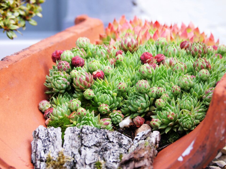 Houseleek ordinary house turmeric housetop