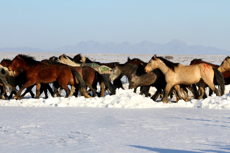 Swasey Wild Horse Gather Day 5: 2/16/13