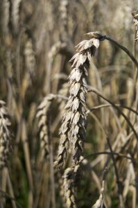 Agriculture nature arable