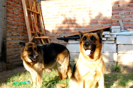 Elders Shepards