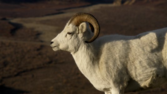 A <full-curl ram in Denali National Park and Preserve