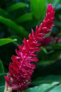 Plant exotic nature