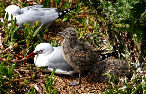 Red Billed gull and chick.