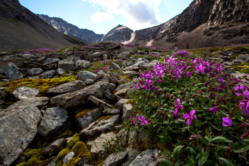 Wildflowers of Bremner (7)