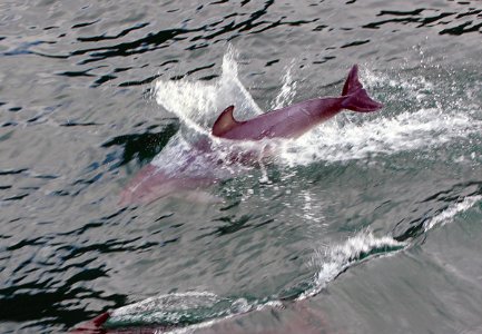 Dolphin at play 11 photo