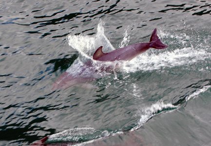 Dolphin at play 11