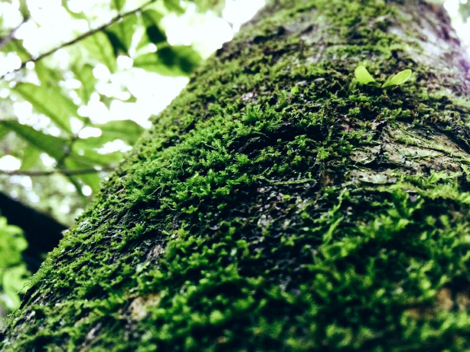 Vegetation moss forest