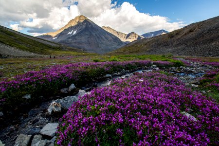 Wildflowers and Hikers in Aqueduct Drainage