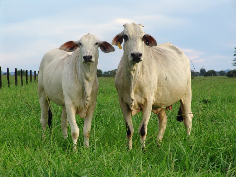 Cattle kid heifer