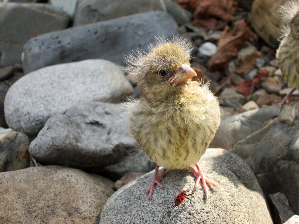 Stones nature animal