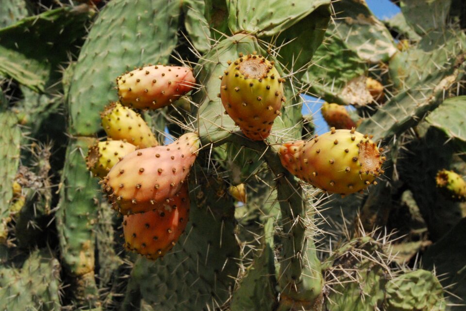 Prickly pear wild fruit nature