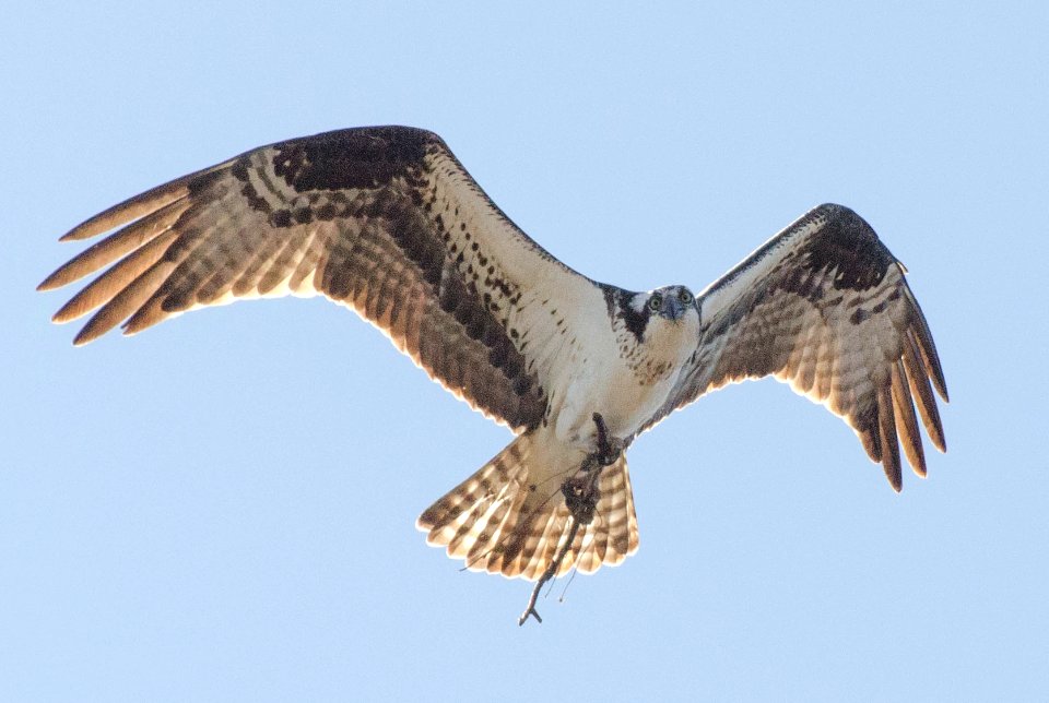 2013SewardPenOsprey