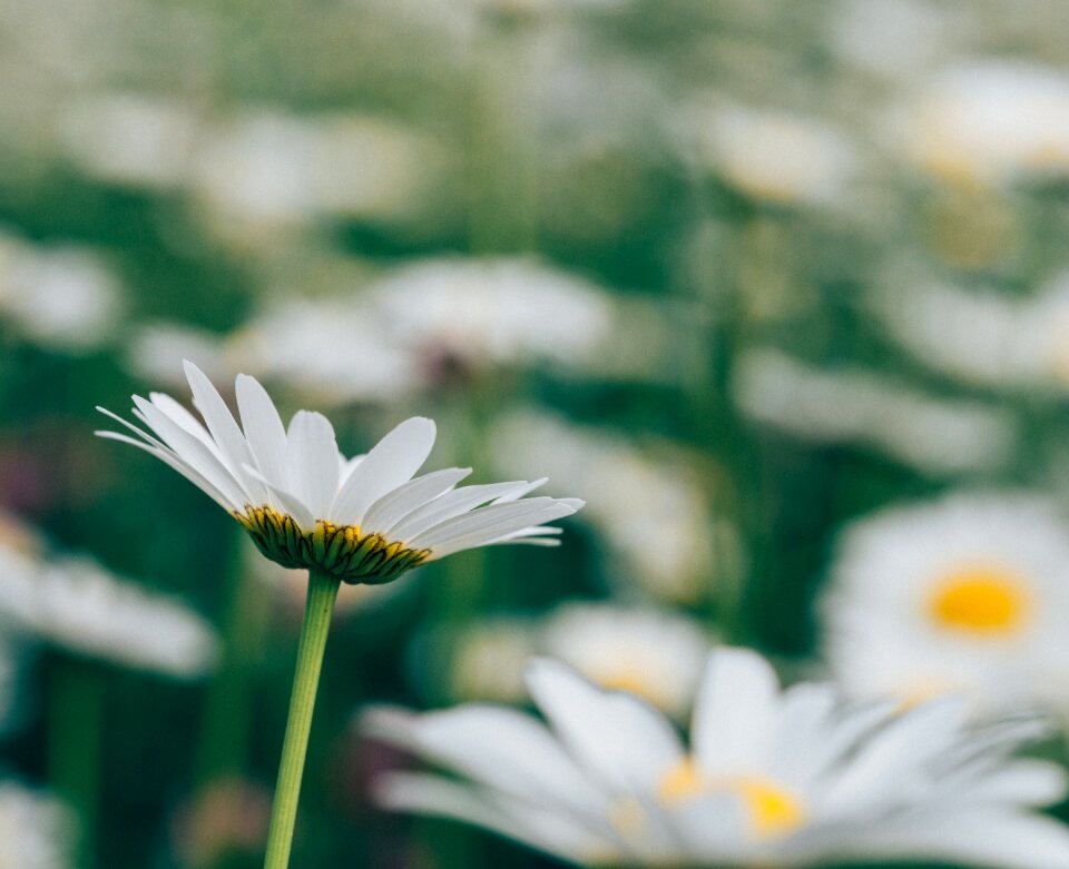 Flowers garden nature