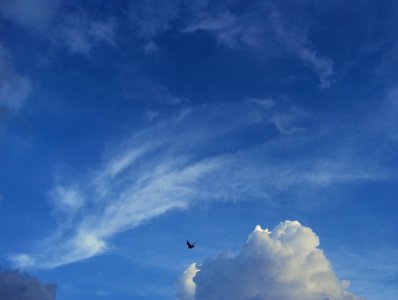 A pigeon among the clouds photo