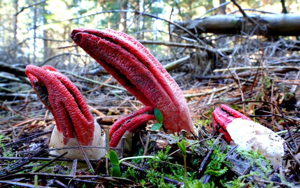 Clathrus archeri (Devil's Fingers)